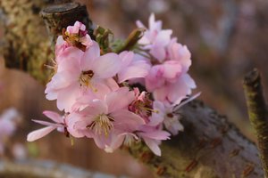 Kirschblüten